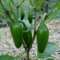 Semillas de Pimiento Jalapeño - Chili Aji Jalapeno Picante Semillas de Hortalizas