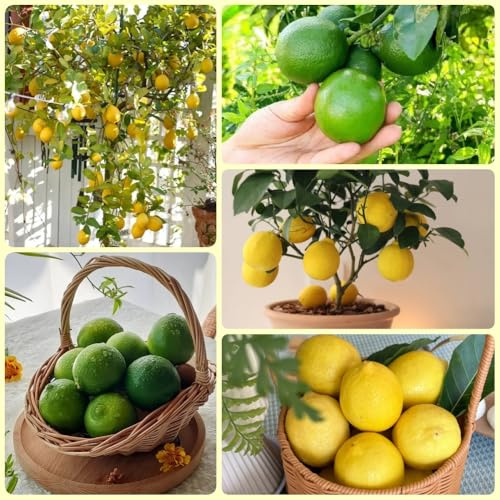 semillas de limonero, las son resistentes Semillas De Limón Orgánicas, Limonero, regalos de jardín exóticas comprar 150pcs