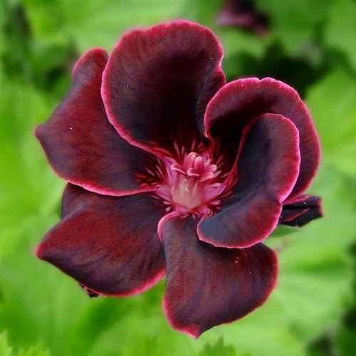 20 semi di geranio bordeaux