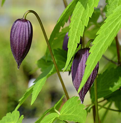 Alpen Waldrebe Tage Lundell 60-80cm - Clematis alpina - lebende Gartenpflanze aus den Baumschulen
