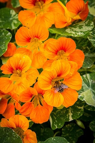 Kapuzinerkresse (Tropaeolum majus) Samen. Kletterpflanze, Heilpflanze, essbar (50 Samen = 6,25g)