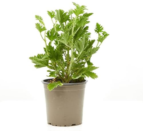Verdecora Geranio Antimosquitos | Pelargonium Graveolens | Planta citronela de exterior en maceta de Ø13cm | Fragancia Citronella - Repele a los mosquitos
