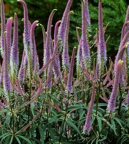 Sibirischer Riesen-Ehrenpreis Veronicastrum sibiricum, sonnig bis halbschattig - blau