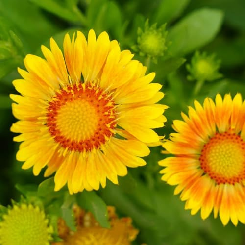 semillas de manta, gaillardia, perennes silvestres de balcón de primavera, silvestres cubierta 1000pcs