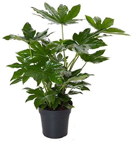 Aralia Japonica Natural Planta para el Interior o el Exterior del Hogar