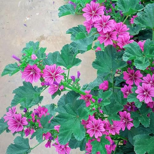 semi di malva, resistente giardino, balcone esotiche 550pcs
