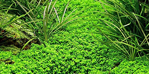 AquaOne Aquarium Pflanze 10 Stück Hemianthus callitrichoides 'Cuba' | Wasserpflanze Aquariumpflanze Bodendecker Spar-Set einfach pflegeleicht Aquascaping Dekoration