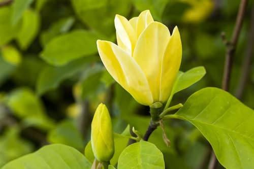 Magnolie Magnolia Yellow Bird 60-80 cm gelbe Blüten winterhart | sonniger bis halbschattiger Standort, pflegeleicht, dekorative Frühjahrsblüte, für Einzelstellung und Vorgarten geeignet