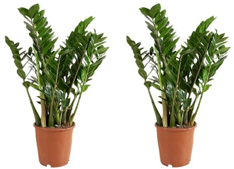 Bloomique - Lot de 2 - Zamioculcas Zamiifolia - Palmier d'intérieur - Zamioculcas - Plantes d'intérieur - Purifiant l'air - Très facile d'entretien - Hauteur 80-90 cm - Pot 21 cm