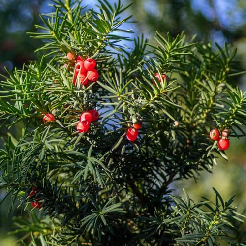 semi di taxus baccata - crescita, interno semi biologici vecchie varietà mini giardino, vero da interno 25pcs