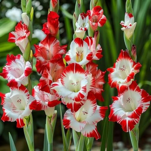 Cormi di Gladiolo – resistenti e tenaci, crescita spettacolare, attirano farfalle e colibrì, eccellenza per il giardino-c-4 rizomi