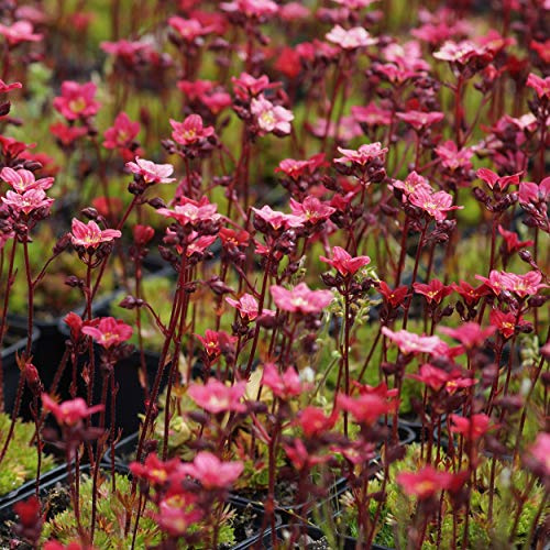 Blumixx Stauden Saxifraga Arendsii-Hybride 'Ingeborg' – Moossteinbrech, rosa blühend, winterharte Staude, robust, für Steingarten