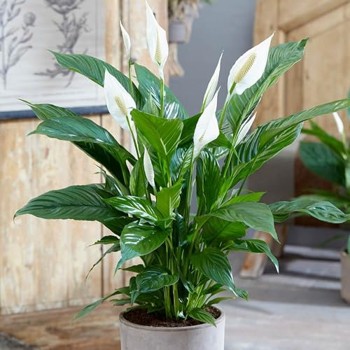 Spathiphyllum Peace Lily ‘Alana’ - Air Purifying House Plant in 13cm Pot - Around 40-50cm in Height