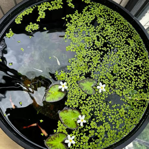 semi di lenticchia d'acqua, acquatiche per acquari galleggianti, Lemna minor, stagno sono, decorazione del balcone di antiche 400pcs