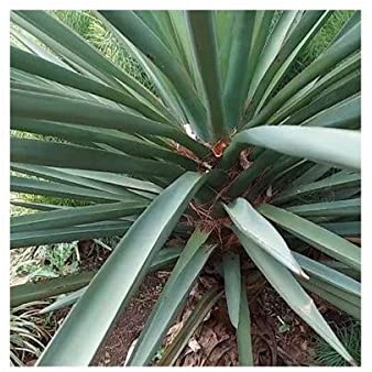 Stk - 10x Yucca treculeana Trecul's Spanischer Dolch Garten Pflanzen - Samen ID980 - Seeds & Plants Shop by Ipsa