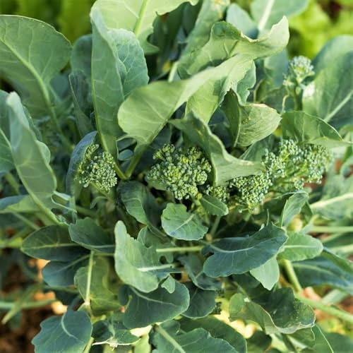 TomorrowSeeds - Broccoli Rabe (Rapini) Seeds - 1000+ Count - for 2026 Planting Spring Rapini Broccolini Broccoli Broccoletti Green Turnip Greens Non-GMO Heirloom Grow Your Own Home Farm Patio Healthy
