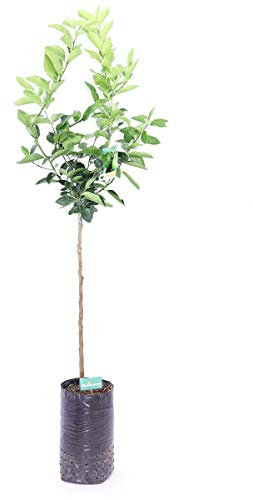 Albero di Limone Lime Pianta di Limone varietà Lime pianta da frutta Albero di agrumi età 2 anni pianta vera venduta da eGarden.store