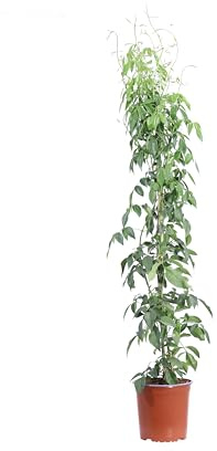 Pianta di Pandorea Jasminoides diverse colorazioni pianta rampicante da esterno pianta ornamentale vera venduta da eGarden.store (v.17 cm)