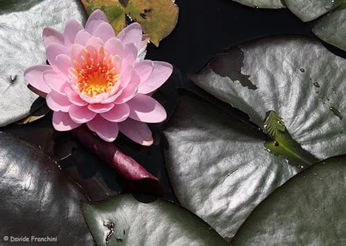 Ninfea 'Firecrest' – Pianta Acquatica Viva a Radice Nuda Fiore Rosa Intenso con Riflessi Arancio – Per Laghetti, Vasche e Stagni – Fioritura Prolungata – Coltivata in Italia