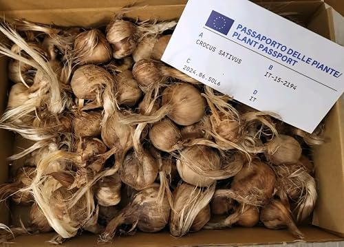 Prenota Bulbi di Zafferano Crocus Sativus L. 100% Naturali – 1° Origine Navelli, San Gavino, Olanda Kit da 10 o 20 Bulbi con Passaporto Fitosanitario + Guida Coltivazione assistenza
