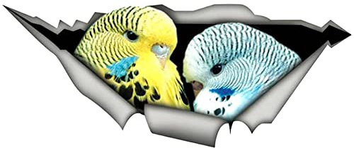 Realistic 3D Auto Aufkleber, 2 Stück Tier Lustige Aufkleber Dekorativer Motorrad Reflektierende Aufkleber Auto Dekoration Styling Aufkleber für Auto,LKW,Stoßstange Aufkleber Sticker,Vogel #2