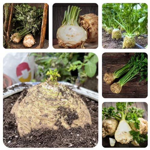 semillas de apio nabo organicas, balcón variedades antiguas, exóticas, jardín 300pcs