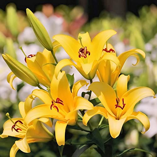 lilien büropflanzen zimmerbonsai bonsai winterharte kübelpflanzen kräutergarten pflanzenkübel pflanztopf gartenpflanzen hochbeete für garten pflanztöpfe blumenzwiebeln frühblüher 3zwiebeln