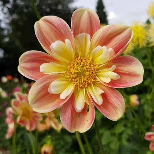 10bulbi tuberi di dalia resistenti, esotiche, dalia rare, balcone trice, primaverili fresche