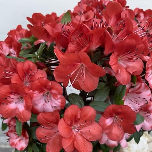 semillas de rododendro - balcón resistentes azalea silvestres orgánicas, variedades antiguas para camas elevadas 30pcs