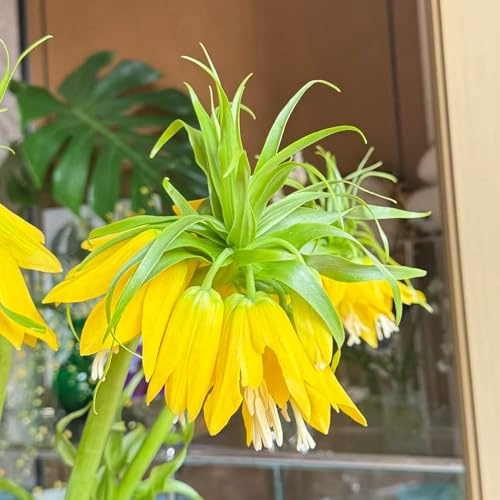 imperiale coronata - giardino balcone 4Rhizome