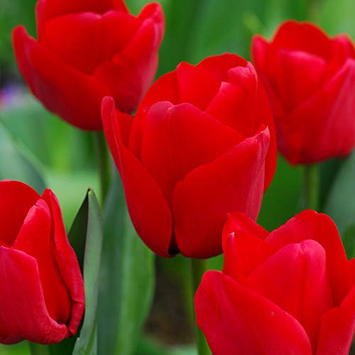 Tulip Red Impression Bulbs Hardy Spring Flowers with Large Bold Blooms Weather Resistant and Ideal for Borders, 8 x Tulip Red Impression Bulbs by Thompson and Morgan