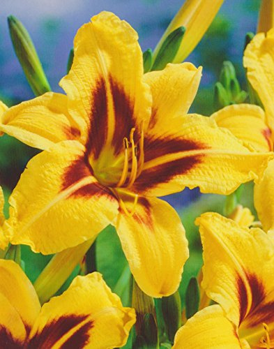 Taglilie Bonanza Hemerocallis (1 Wurzelstück) Winterhart Staude