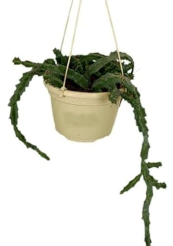 Planta natural Huernia, planta colgante en maceta de 15 cm. Cactus colgante. Suculenta colgante, decorativa. Segura Garden.