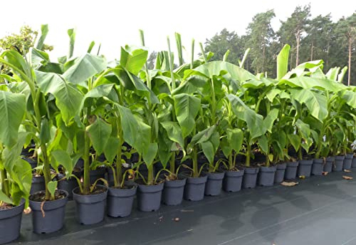 gruenwaren jakubik Bananenstaude Musa Basjoo 140-170 cm winterhart Staude japanische Faserbanane