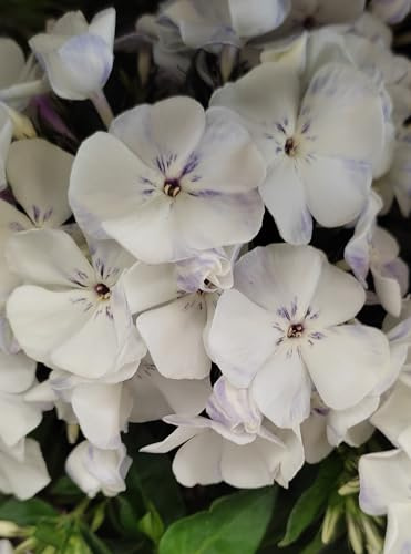 Phloxrhizome : Phlox - Flammenblumen  White Admiral  winterhart 1 Rhizom