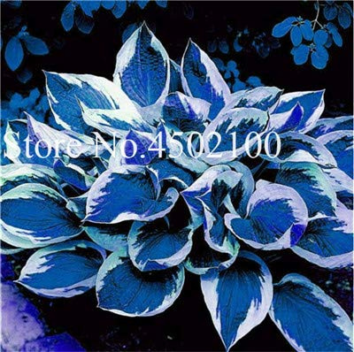 Nuovo 200Pcs Hosta Coleus plantas fiori semi per il giardinaggio a miscela blu