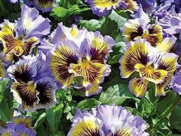 Fresh 100 Semi Viola del pensiero Frizzle Sizzle Giallo/Semi Blu Swirl Fleur: Grani