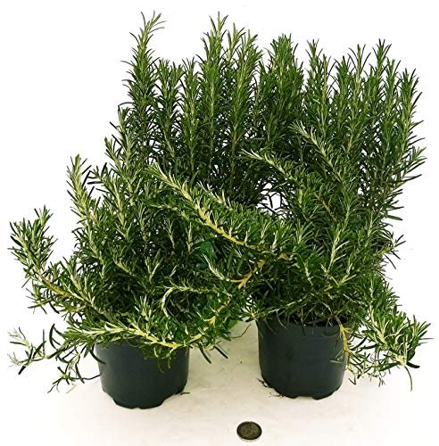 POWERS TO FLOWERS - ROSMARINO CLASSICO BIO e ROSMARINO PROSTRATO BIO, 4 PIANTE, piante vere