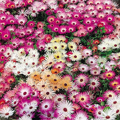 1000+ Sementi di Ghiaccio vegetali Mix Steingärten Bodendecker FARFALLE Jährliche Gänseblümchen