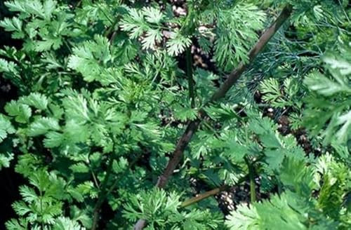 1 Pack of 1000 SEEEDS Chervil