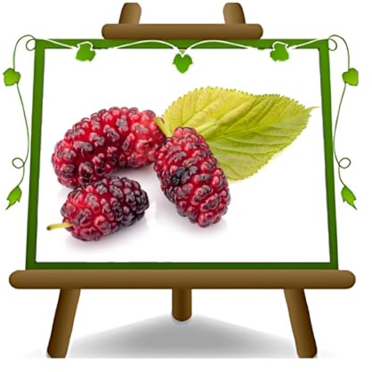 EURO PLANTS VIVAI Roter Maulbeerbaum – Alte Sorte – Morus – Obstpflanze im Topf Ø 20 cm – Höhe 150-170 cm – Alter 2 Jahre – Italienische Baumschule