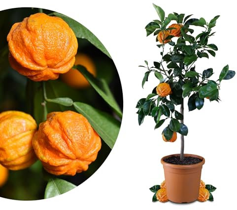 Meine Orangerie Gefurchte Pomeranze - Citrus aurantium Canaliculata - Höhe 60 bis 80 cm - gefurchte Bitterorange - echte Zitruspflanze im 6,5L Topf - fruchtreifer Zitrusbaum in Gärtnerqualität