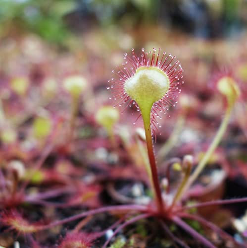 Fangblatt - Drosera rotundifolia - winterharter Sonnentau im Ø 5 cm Topf - fleischfressende Pflanze