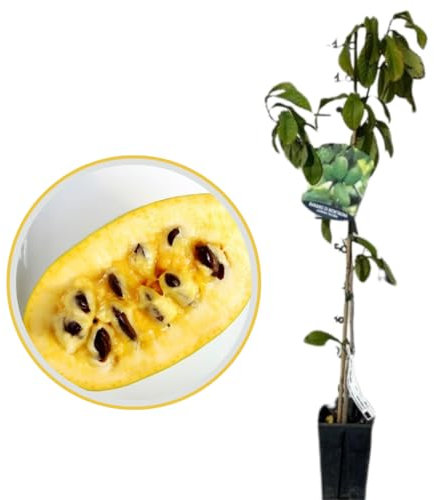 Vivaio Garden Forest Pianta di Asimina Triloba Banano di Montagna del Nord, Pianta reale, Albero da frutto, Paw Paw, Stati Uniti, Bacche ovali, Polpa densa e cremosa, Vitamine, H 100CM