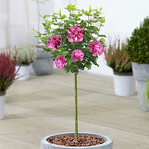 Hibiscus Duc de Brabant - Rose of Sharon | Laubabwerfender Baum für Gärten & Terrassen