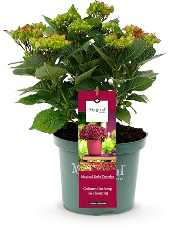 Hortensie Magical Ruby Tuesday & Saphire Hydrangea 2 Pflanzen ca. 55 cm