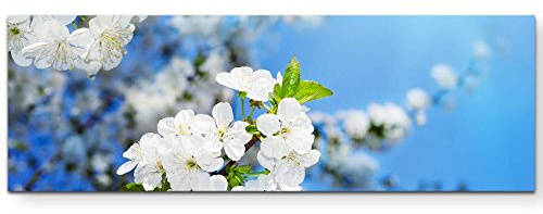 Paul Sinus Art Leinwandbilder | Bilder Leinwand 120x40cm Kirschblüten im Frühling – Fotografie