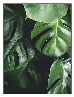 ABCWARRT Grüne Pflanze Malerei Monstera Poster Wandkunst Leinwand Bild Nordic Blätter Kaktus Poster Für Wohnzimmer Schlafzimmer Wohnkultur (50 * 70cm Kein Rahmen,5)