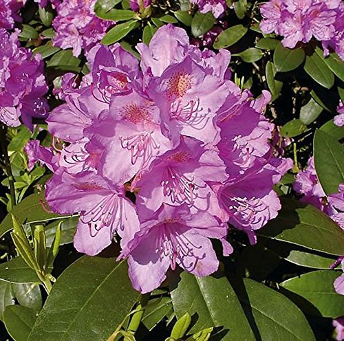 Großblumige Rhododendron Catawbiense Grandiflorum 30-40cm - Alpenrose