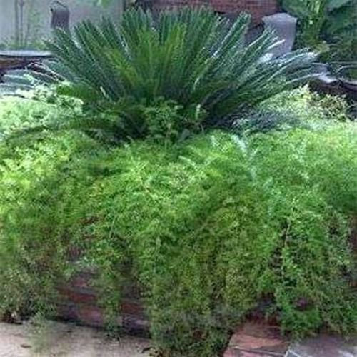ASPARAGI FOXTAIL FERN Semi T44, Asparagus densiflorus Sprengeri, 6 semi